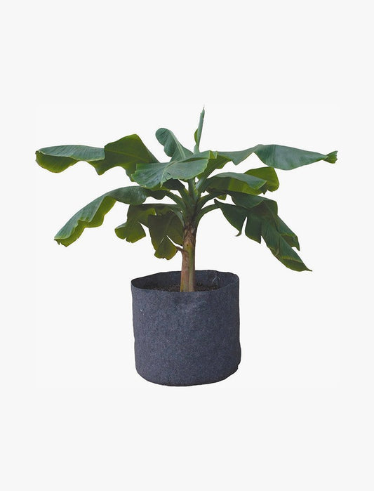 Roots Organics RORP400